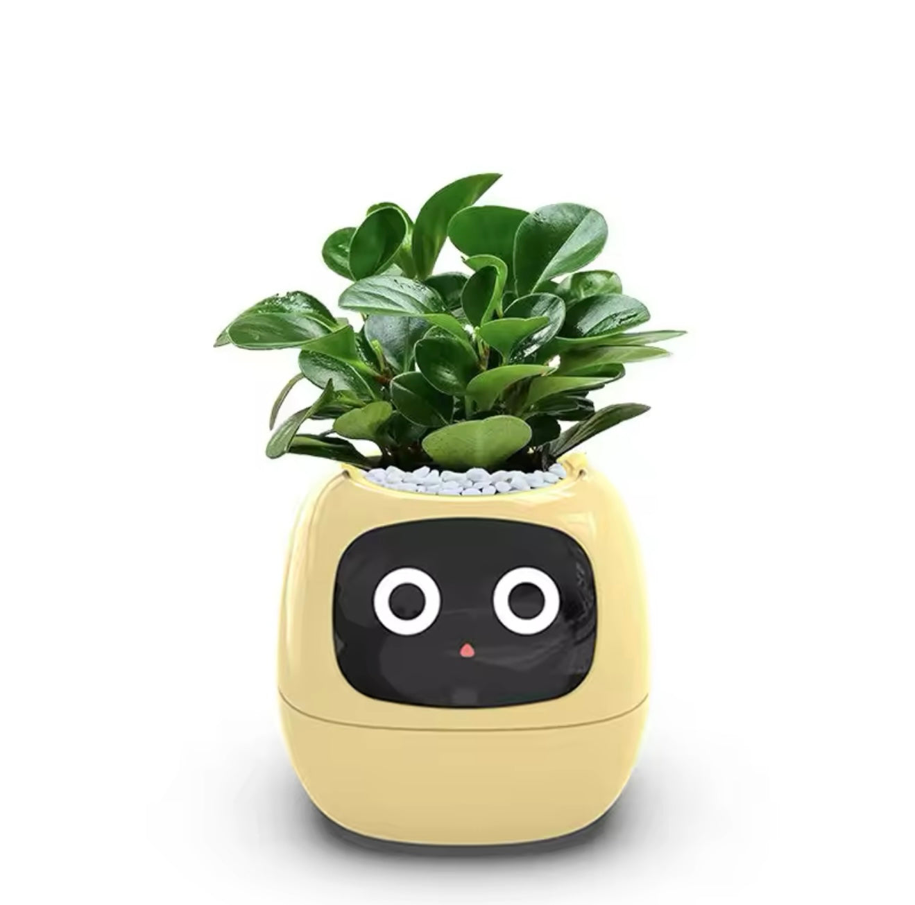 IVY Smart Life Planter